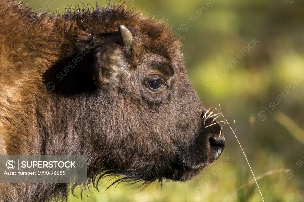 Plains Bison (Bison bison bison) Buffalo Calf, Elk Island Park, Alberta, Canada