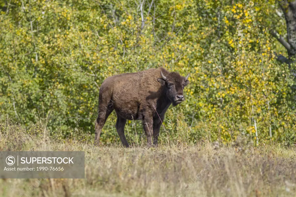 Plains Bison (Bison bison bison) Buffalo Calf, Elk Island Park, Alberta, Canada