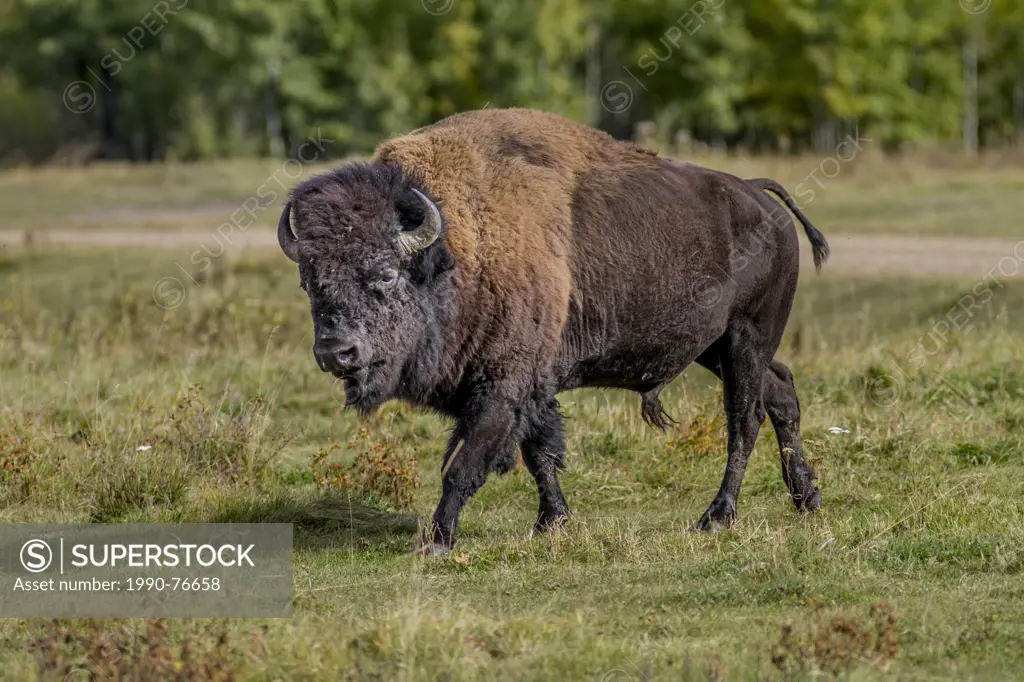 Plains Bison (Bison bison bison) Buffalo male, Elk Island Park, Alberta, Canada
