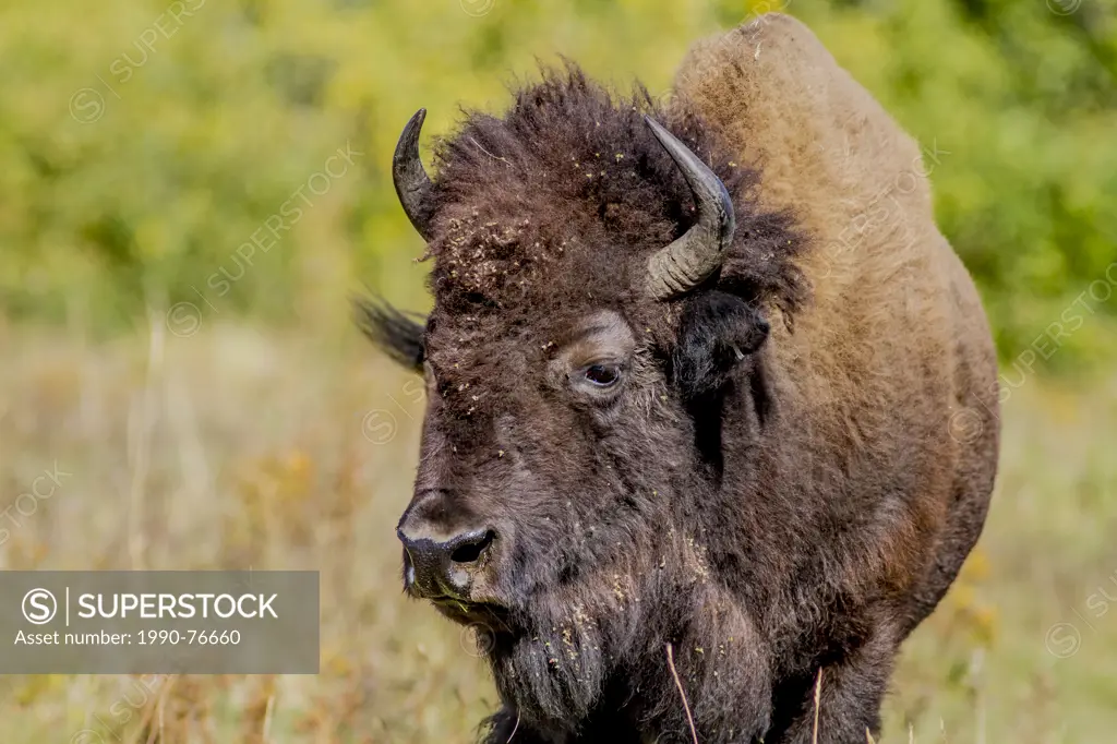 Plains Bison (Bison bison bison) Buffalo Male, Elk Island Park, Alberta, Canada