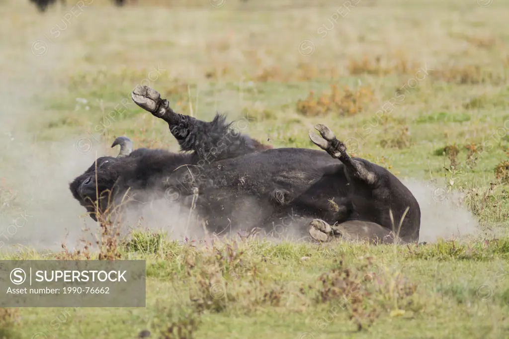 Plains Bison (Bison bison bison) Buffalo rolling in the dirt. Elk Island Park, Alberta, Canada