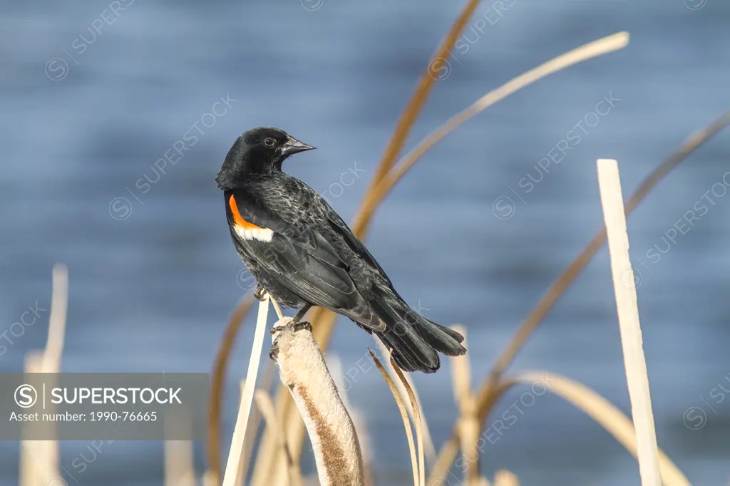Red-winged Blackbird (Agelaius phoeniceus) Sitting on reeds in the sunlight. Frank Lake, Alberta, Canada