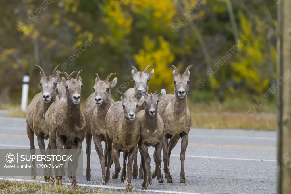 Rocky Mountain Bighorn Sheep (Ovis canadensis) Crossing the highway. Kananaskis, Alberta, Canada