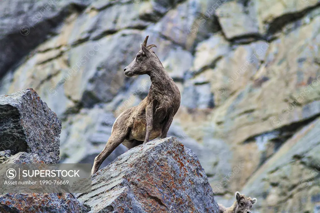 Rocky Mountain Bighorn Sheep (Ovis canadensis) On the rock cliffs. Canmore, Alberta, Canada
