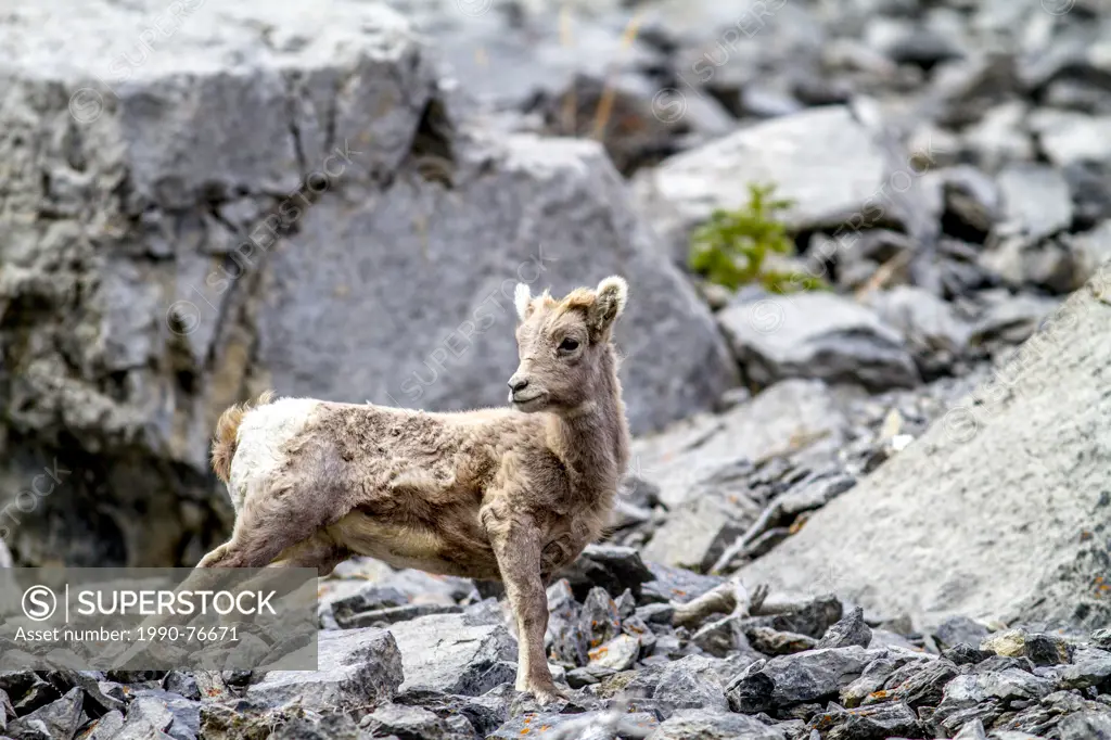 Rocky Mountain Bighorn Sheep (Ovis canadensis) Lamb on mountain side, Spray Lakes, Alberta, Canada