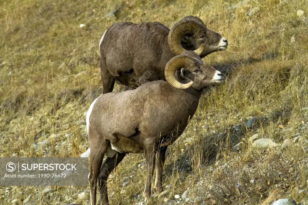 Rocky Mountain Bighorn Sheep (Ovis canadensis) Pair of Rocky Mountain Sheep Rams on hillside. Sheep River, Alberta, Canada