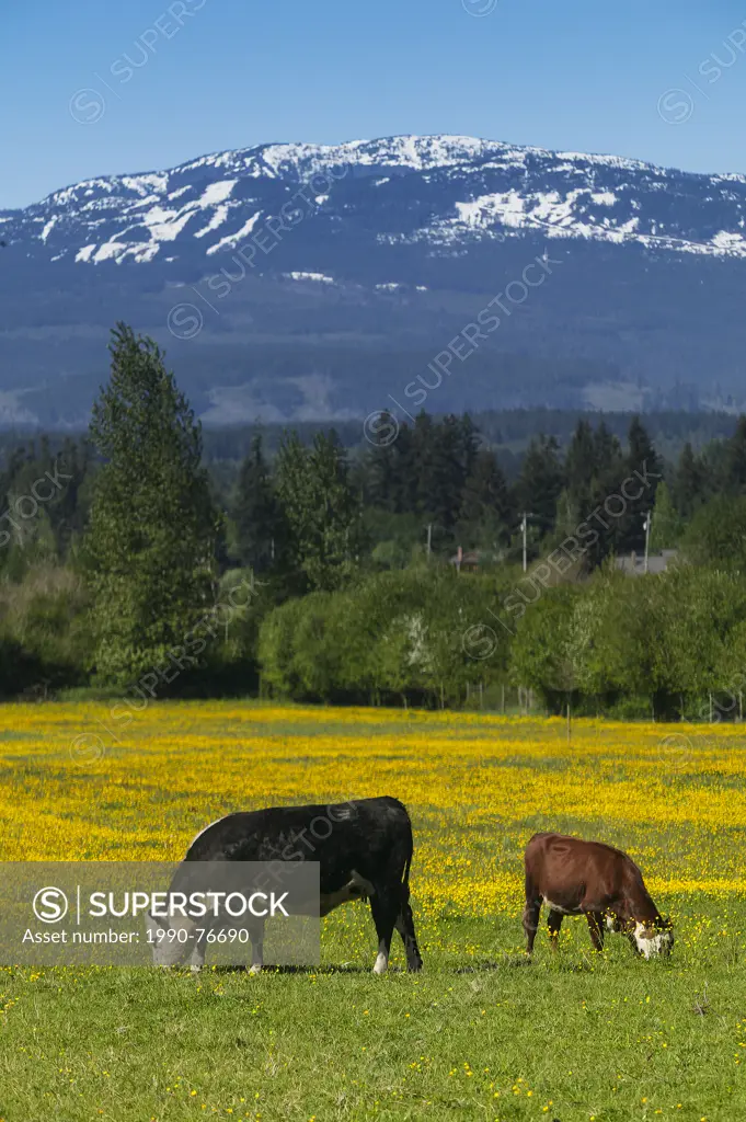 Cows graze in a field with the backgound of Forbidden Plateau overhead. Black Creek, The Comox Valley, Vancouver Island, British Columbia, Canada.