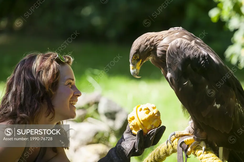 Julie Mackay, wildlife assistant manager at the Pacific Northwest Raptor centre works with a Golden Eagle. Cowichan Valley, Vancouver Island, British ...