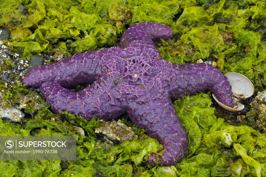 Purple sea star (Pisaster ochraceus) exposed at low tide , Haida Gwaii (Queen Charlotte Islands) Gwaii Haanas NP, British Columbia, Canada