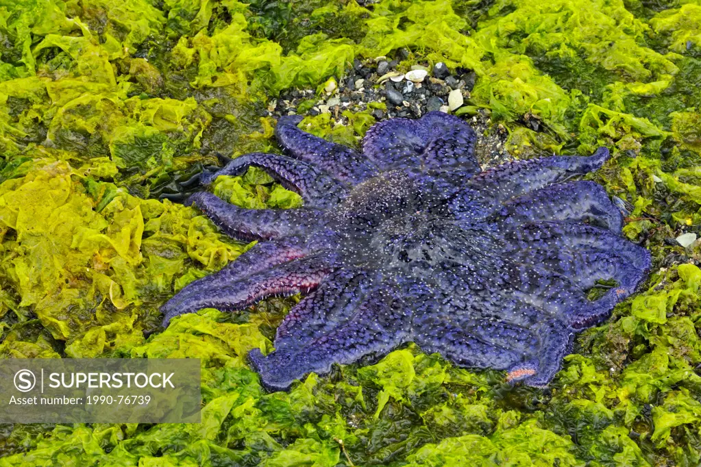 Exposed Sunflower star (Pycnopodia helianthoides) at low tide, Haida Gwaii (Queen Charlotte Islands) Gwaii Haanas NP, British Columbia, Canada