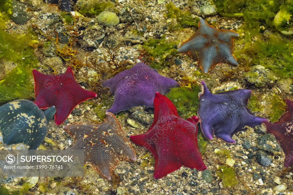 Intertidal invertebrates at low tide- Bat stars (Asterina miniata) , Haida Gwaii (Queen Charlotte Islands) Gwaii Haanas NP, British Columbia, Canada