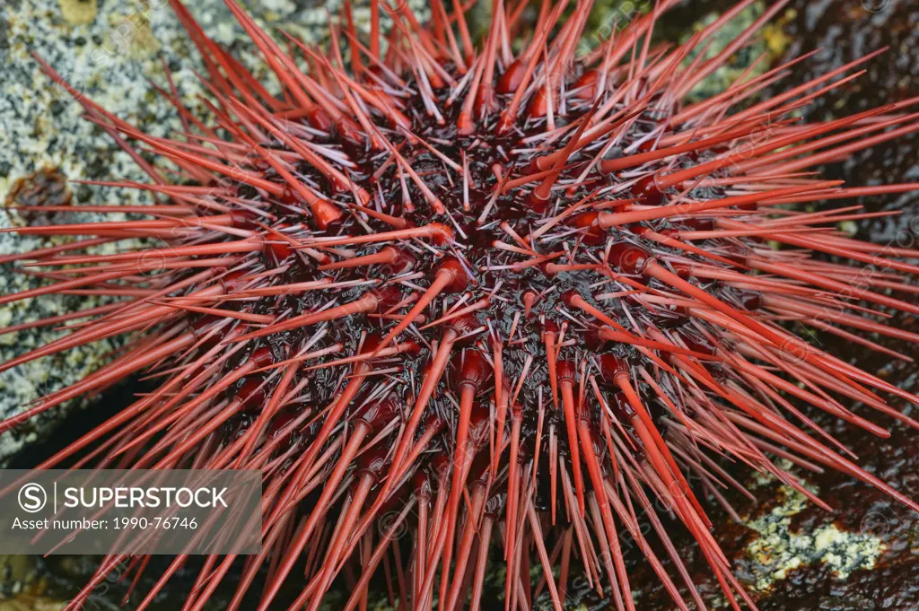 Red sea urchin (Strongylocentrotus franciscanus), Haida Gwaii (Queen Charlotte Islands) Gwaii Haanas NP, British Columbia, Canada
