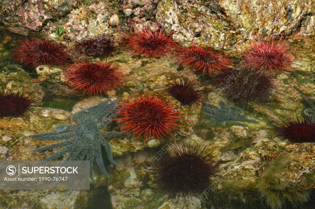 Red sea urchins at low tide (Strongylocentrotus franciscanus) with sun stars, Haida Gwaii (Queen Charlotte Islands) Gwaii Haanas NP, British Columbia,...