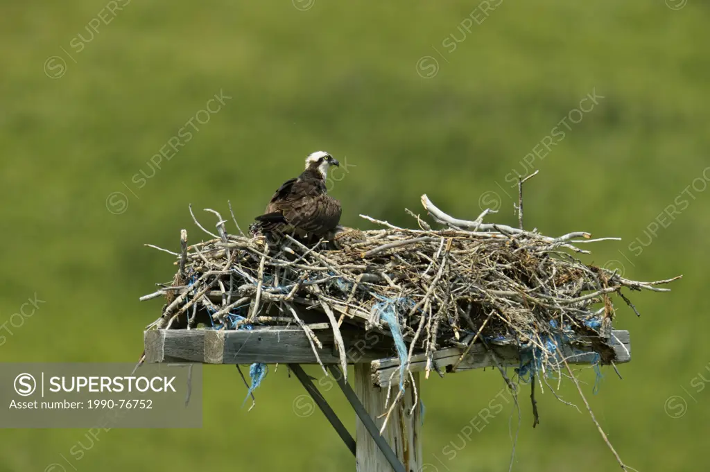 Osprey (Pandion haliaetus) Adult on stick nest on artifical platform, Pincher Creek, Alberta, Canada