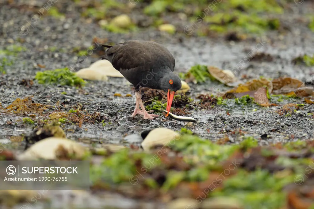 Black Oystercatcher (Haematopus bachmani) with captured fish at low tide in Burnaby Narrows, Haida Gwaii (Queen Charlotte Islands), British Columbia, ...