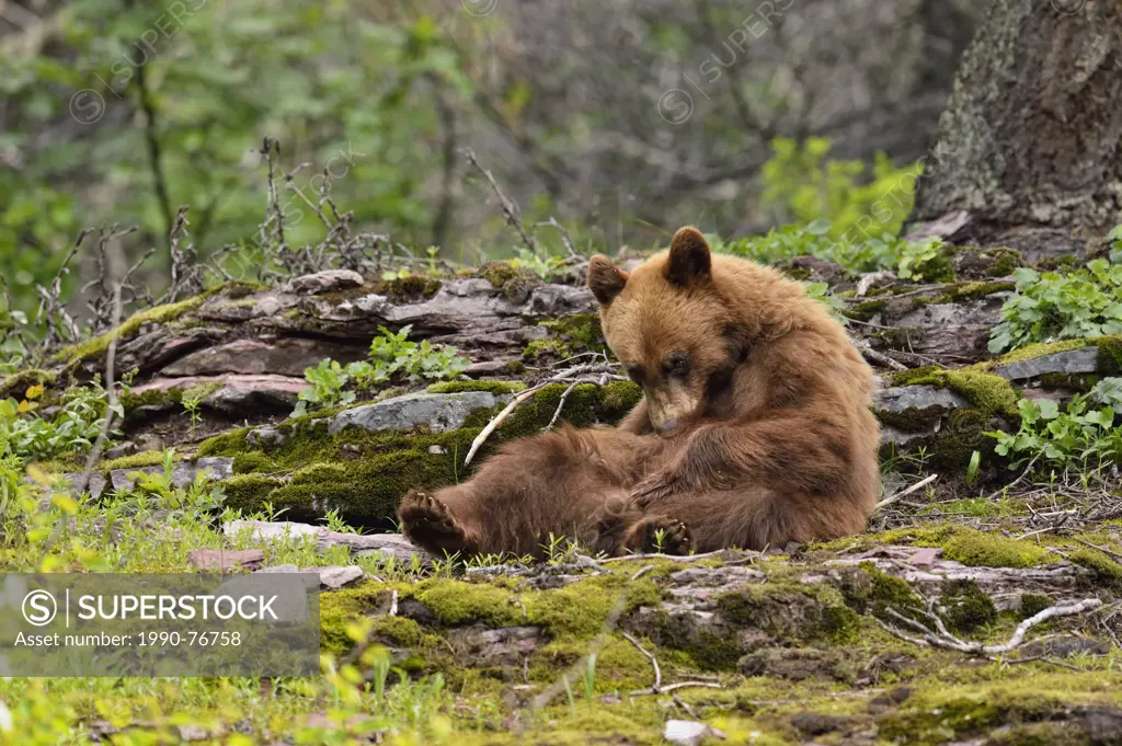 American Black bear (Ursus americanus) Cinnamon variety foraging in woodland, Glacier National Park, Montana, USA