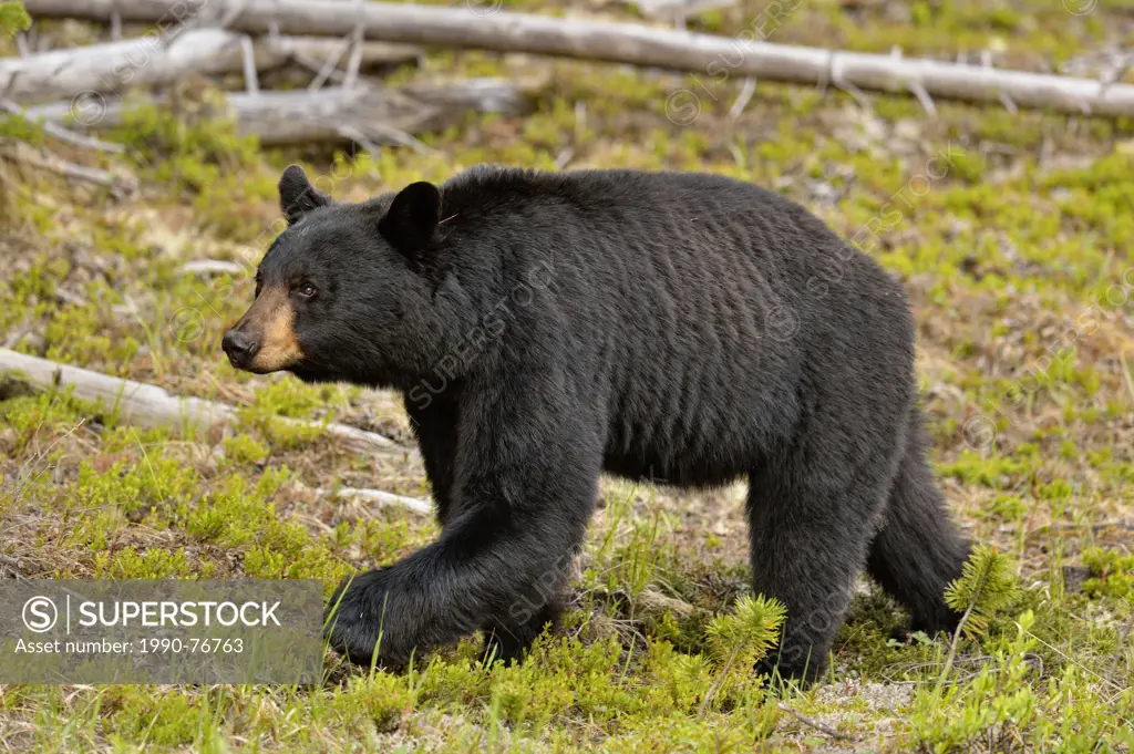 American Black bear (Ursus americanus) Foraging for roadside plants, Jasper National Park, Alberta, Canada