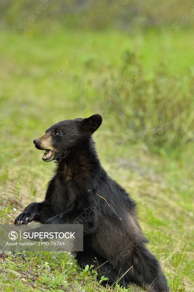 American Black bear (Ursus americanus) Cub reacting to unexpected noise., Jasper National Park, Alberta, Canada