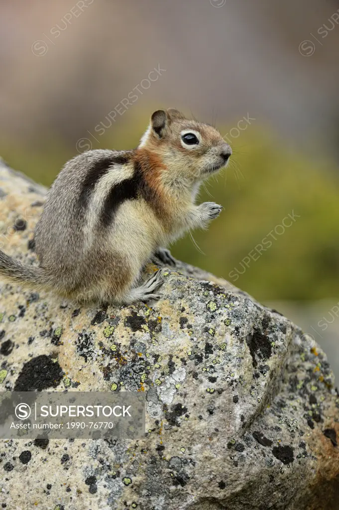 Golden mantled ground squirrel (Spermophilus lateralis), Jasper National Park, Alberta, Canada
