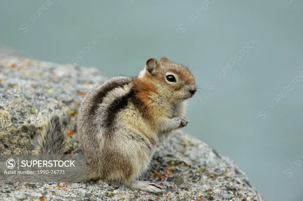Golden mantled ground squirrel (Spermophilus lateralis), Jasper National Park, Alberta, Canada