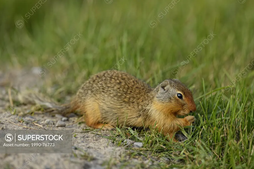 Columbian ground squirrel (Spermophilus columbianus) Feeding and alert near burrow in urban setting, Canmore, Alberta, Canada