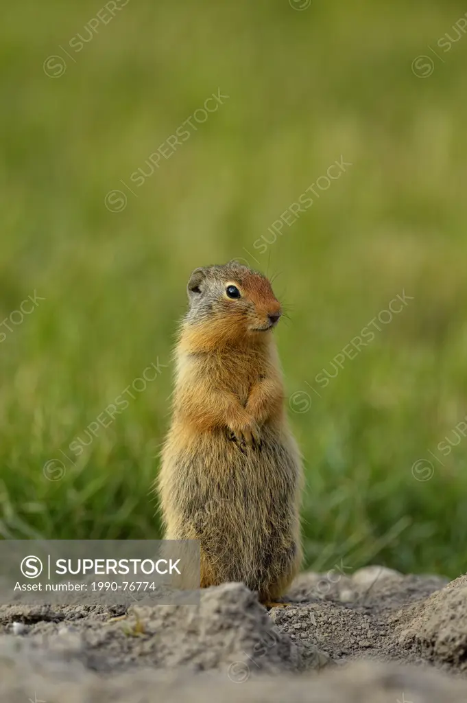 Columbian ground squirrel (Spermophilus columbianus) Feeding and alert near burrow in urban setting, Canmore, Alberta, Canada