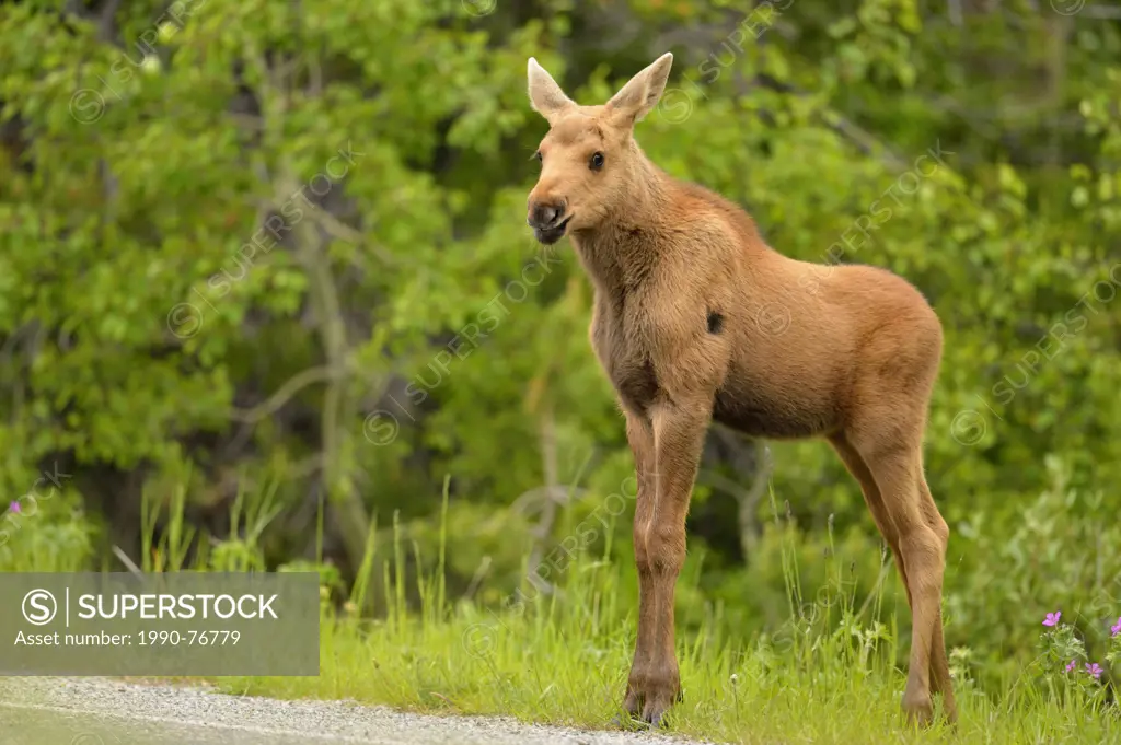 Moose (Alces alces) calf, Glacier National Park, Montana, USA