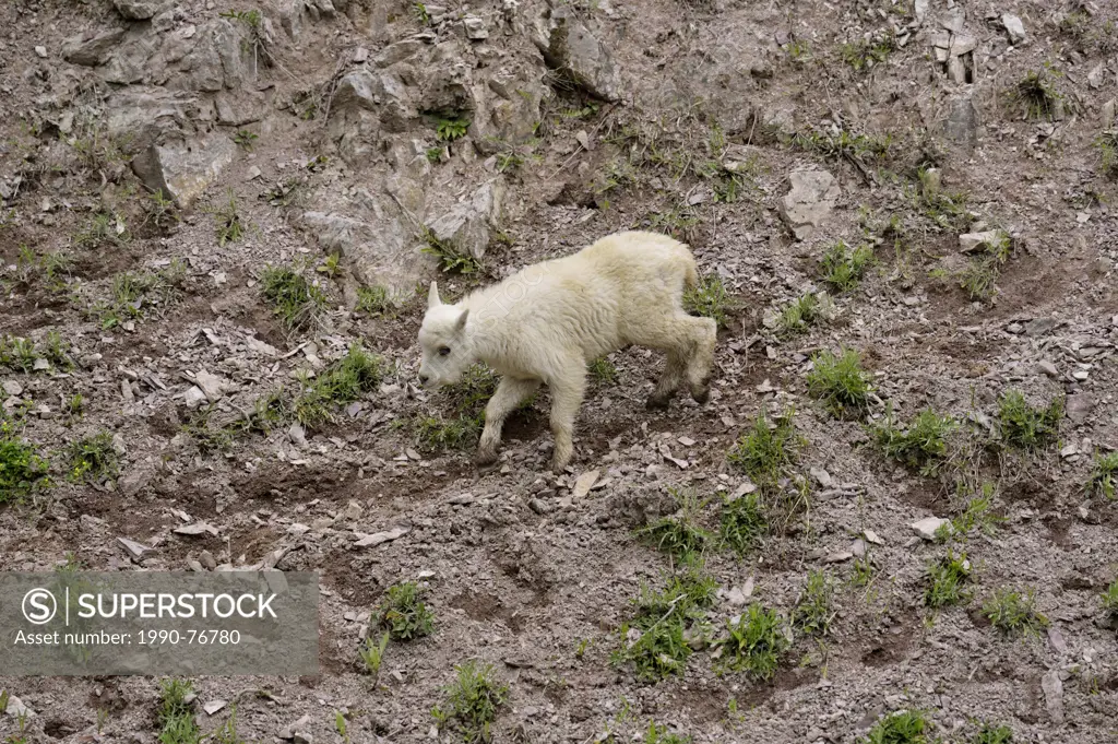 Mountain goat (Oremnos americanus) Kid, Glacier National Park, Montana, USA