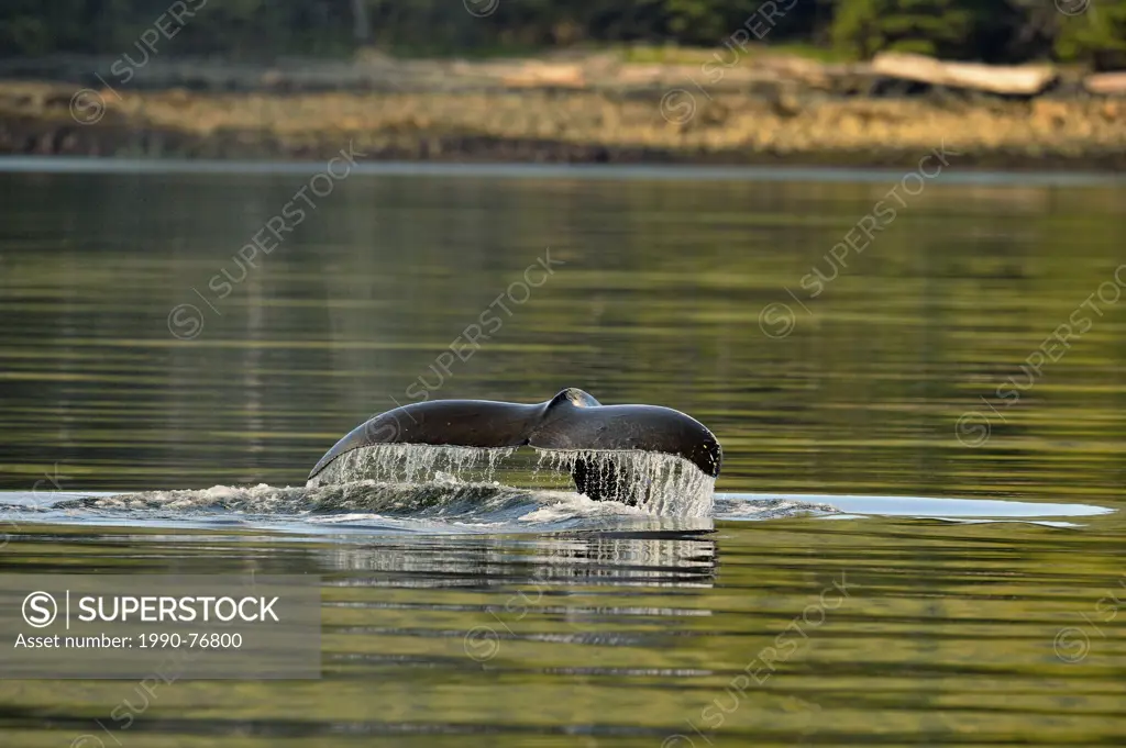 Humpback Whale (Megaptera novaeangliae) Feeding in Carpenter Bay, Haida Gwaii (Queen Charlotte Islands) Gwaii Haanas NP, BC, Canada