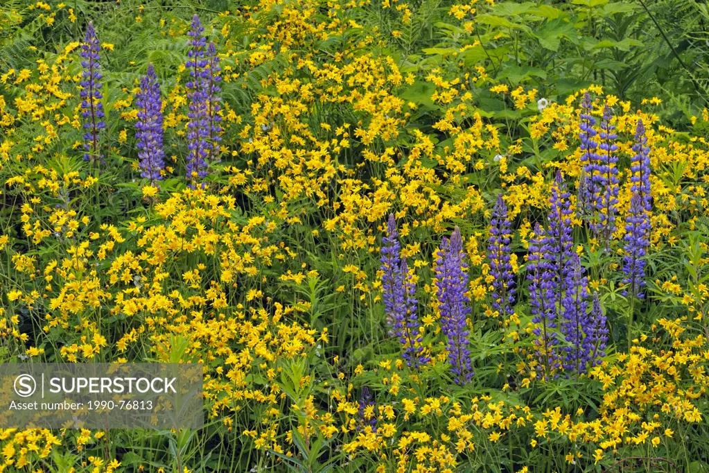 Roadside wildflowers- Lupines and ragwort, Terrace, British Columbia, Canada