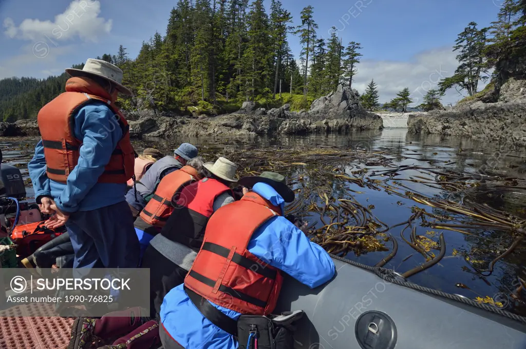 Eco-tourists examining kelp beds from a zodiac inflatable, Haida Gwaii (Queen Charlotte Islands) Gwaii Haanas NP, British Columbia, Canada