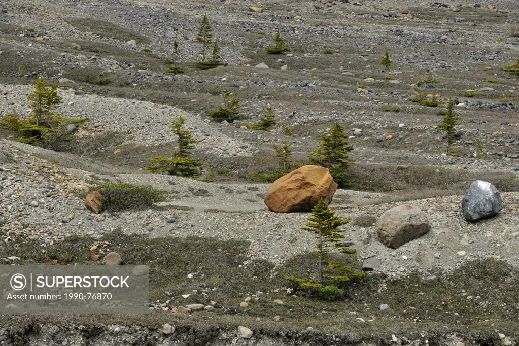 Glacial moraine gravel beds, stunted trees and erratics near trhe Columbia Icefields, Jasper National Park, Alberta, Canada