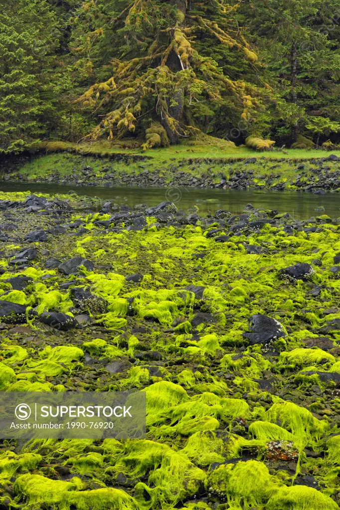 Algae beds at low tide, Haida Gwaii (Gwaii Haanas National Park), British Columbia, Canada