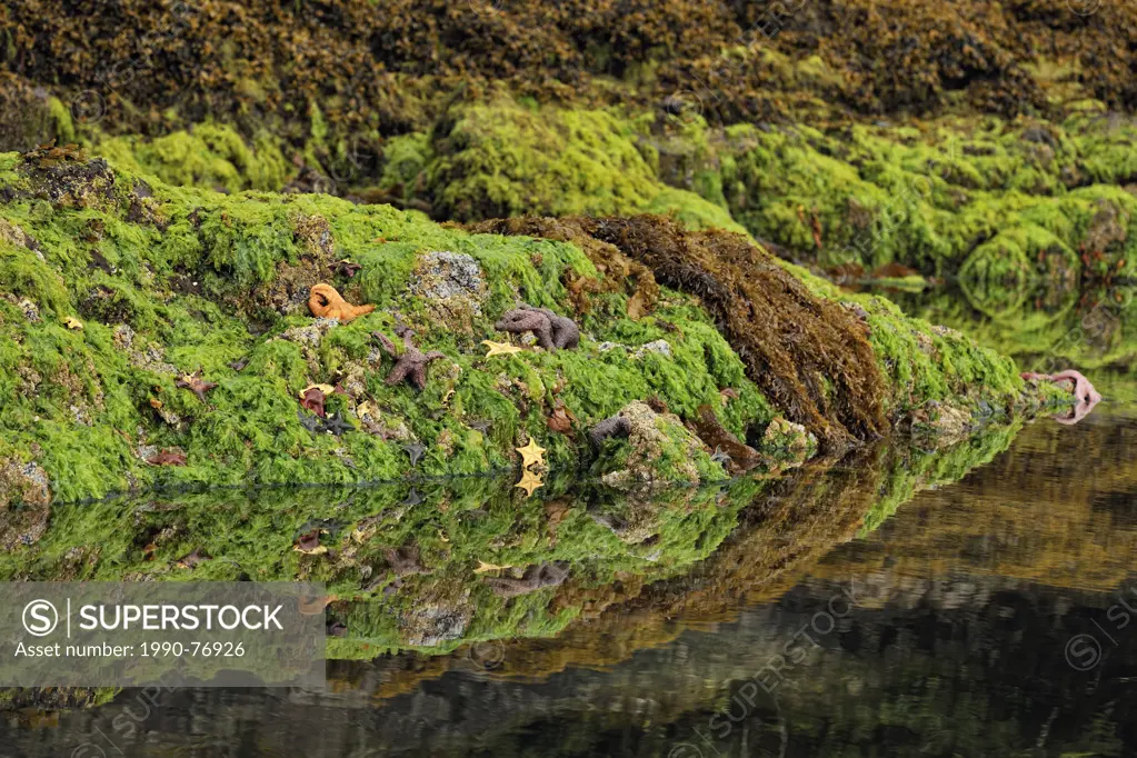 Exposed fucus, green algae colonies and invertebrates in Burnaby Narrows, Haida Gwaii (Queen Charlotte Islands) Gwaii Haanas NP, British Columbia, Can...
