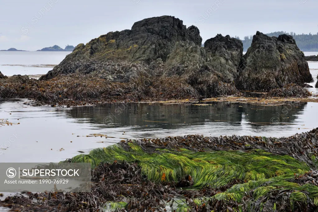 Interdial life exposed at low tide on Gordon Island- kelps, eelgrass, fucus and invertebrates, Haida Gwaii (Queen Charlotte Islands) Gwaii Haanas NP, ...