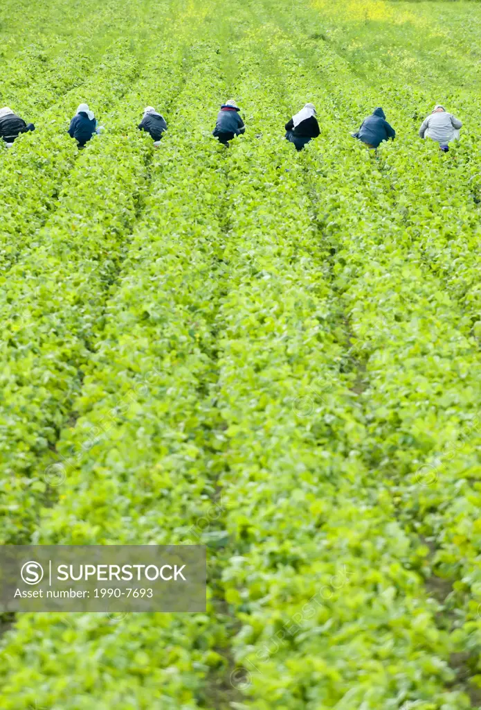 Workers picking Strawberries at a farm in the Cowichan Valley near Duncan, Vancouver Island, British Columbia, Canada
