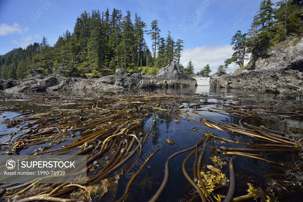 Poole Point Rocky shoreline with kelp beds, Haida Gwaii (Queen Charlotte Islands) Gwaii Haanas NP, British Columbia, Canada