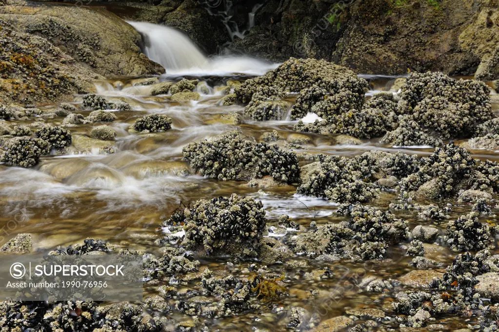Salmon stream with waterfall emptying into Equinox Cove, Haida Gwaii (Queen Charlotte Islands) Gwaii Haanas NP, British Columbia, Canada