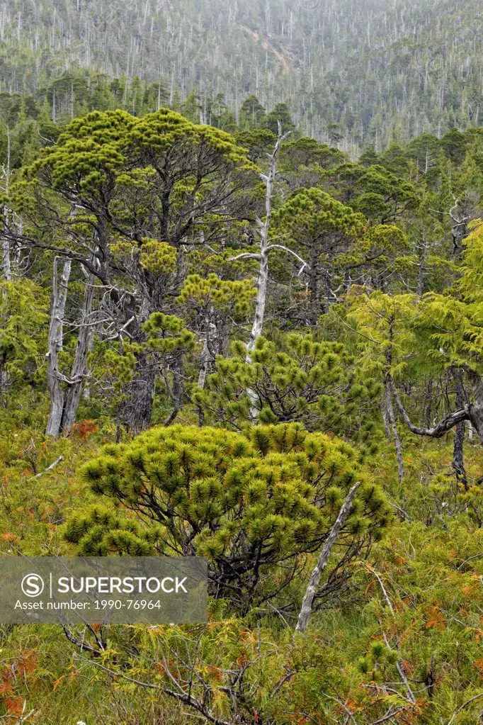 Stunted spruce trees (Bonsai Forest) in a bog- Island Bay, Haida Gwaii (Queen Charlotte Islands) Gwaii Haanas NP, British Columbia, Canada