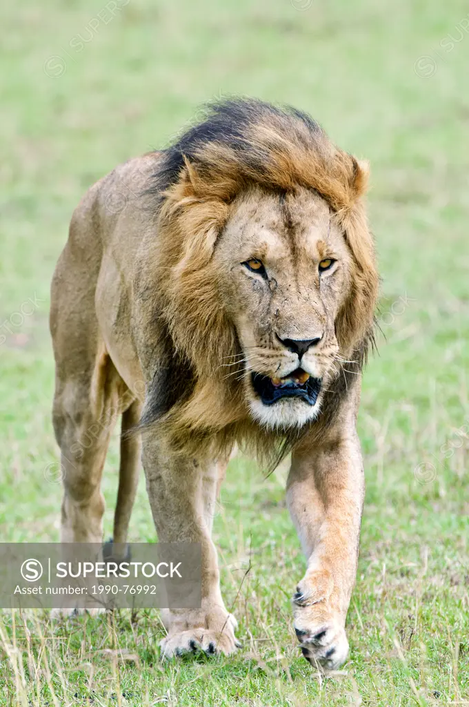 Male African lion (Panthera leo), Masai Mara Game Reserve, Kenya, East Africa