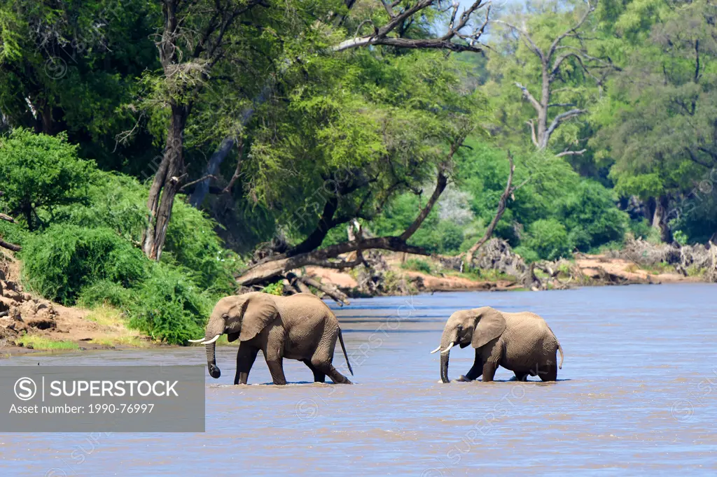 African savannah elephants (Loxodonta africana) crossing the Uaso Nyiro River, Samburu National Park, Kenya, East Africa
