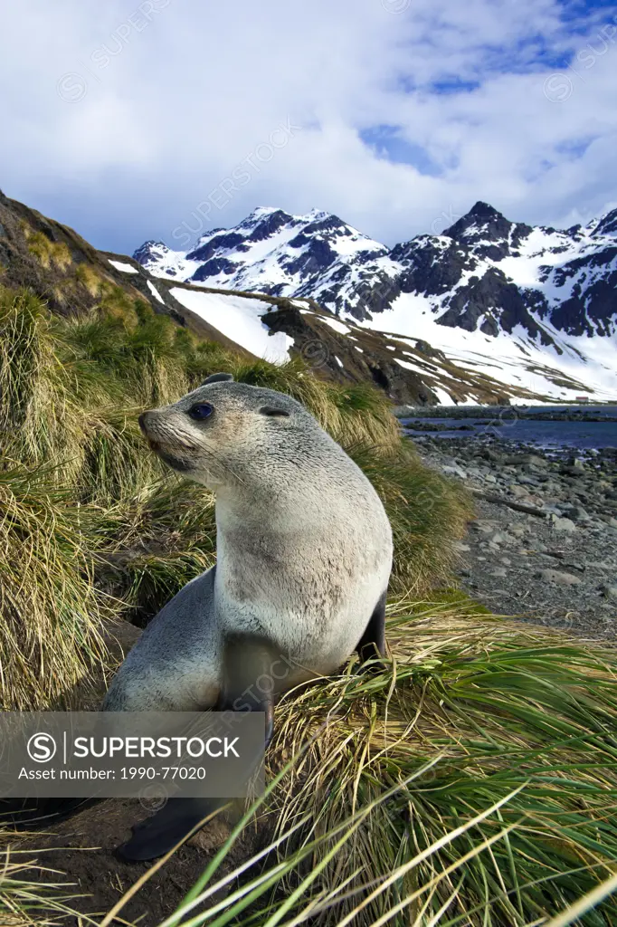 Juvenile Antarctic fur seal (Arctocephalus gazella), Island of South Georgia, Antarctica