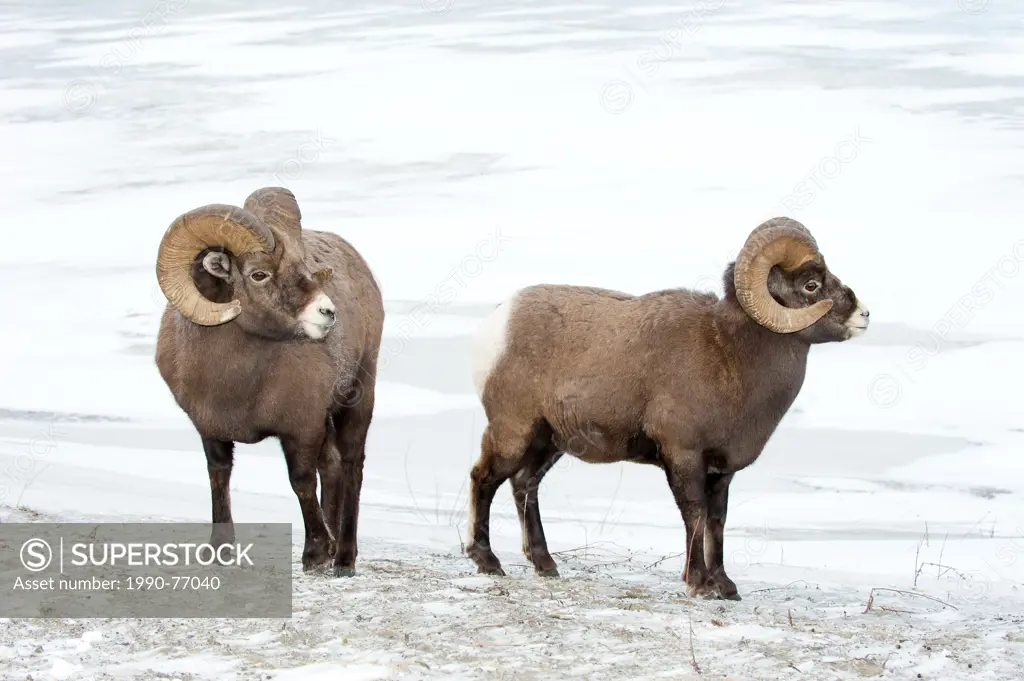 Bighorn sheep rams (Ovis canadensis), Jasper National Park, Alberta, Canada