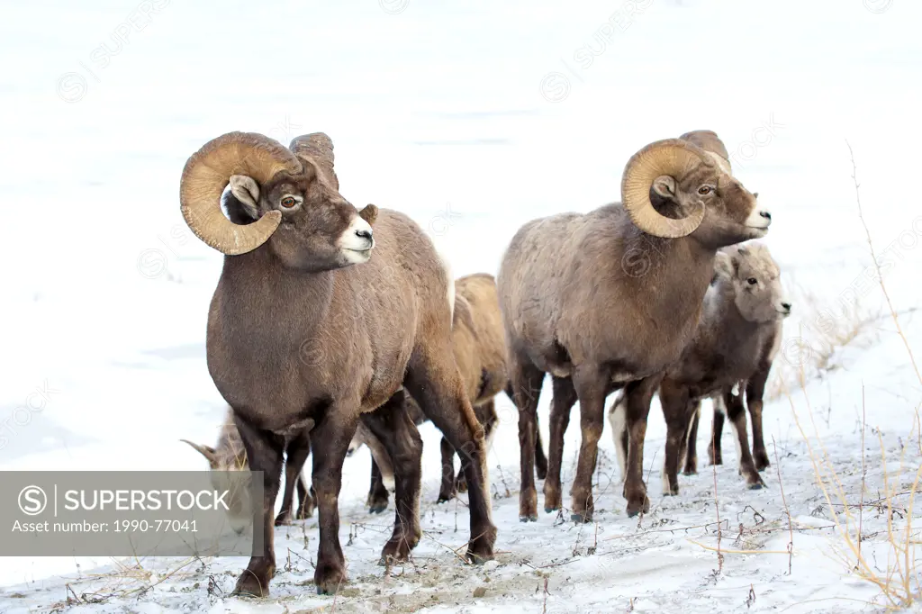 Bighorn sheep (Ovis canadensis) wintering herd, Jasper National Park, Alberta, Canada