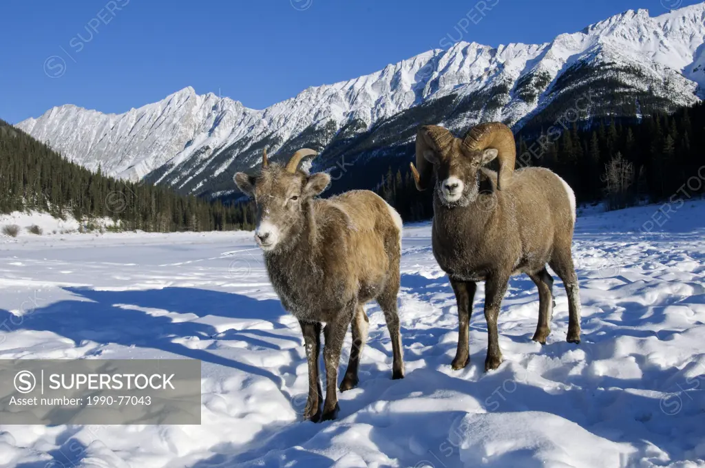 Bighorn sheep ram & ewe (Ovis canadensis) courting, with frost-covered muzzles at -28C, Jasper National Park, Alberta, Canada