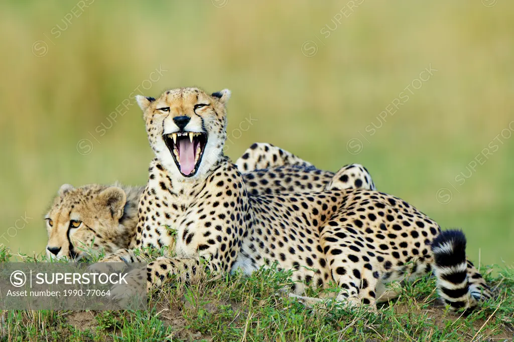 Mother cheetah (Acinonyx jubatus) and yearling offspring, resting on a termite mound, Masai Mara Game Reserve, Kenya, East Africa