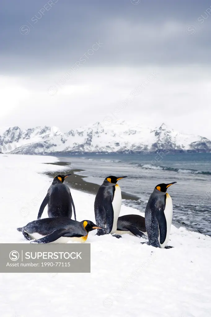 King penguins (Aptenodytes patagonicus) loafing on the beach, Island of South Georgia, Antarctica