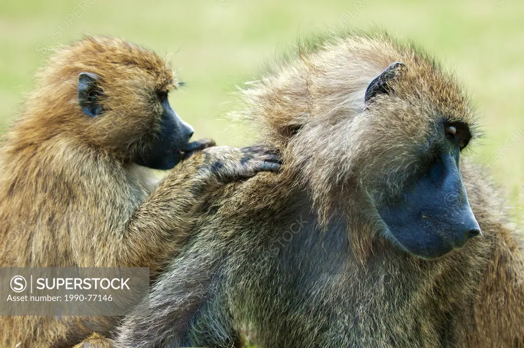 Olive baboons (papio anubis) grooming each other, Kenya, East Africa