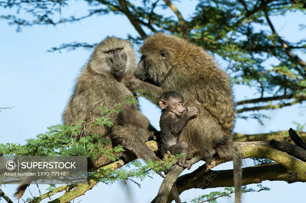 Olive baboons (papio anubis) grooming each other, Kenya, East Africa