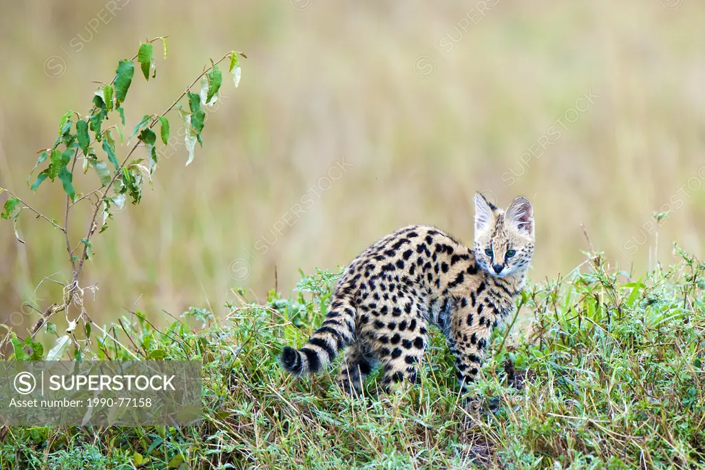 Serval kitten (Leptailurus serval), Masai Mara Reserve, Kenya, East Africa